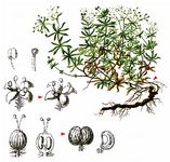 Schweizer Labkraut - Galium megalospermum All. 