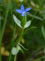 Schnee-Enzian - Gentiana nivalis L.