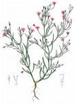 Mauer-Gipskraut - Gypsophila muralis L. 