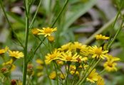 Spreizendes Wasser-Greiskraut - Jacobaea erratica (Bertol.) Fourr.