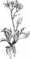 Krainer Greiskraut - Jacobaea incana (L.) Veldkamp