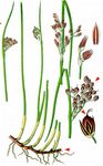 Baltische Binse - Juncus balticus Willd. 