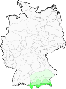 Hieracium glaucum
