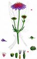 Field Scabious - Knautia arvensis (L.) DC.