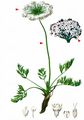 Small Alpine Lovage - Ligusticum mutellinoides (Crantz) Vill.