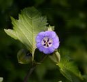 Apple-Of-Peru - Nicandra physalodes (L.) Gaertn.