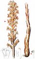 Yellow Broomrape - Orobanche lutea Baumg.