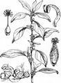 Eastern Pellitory-Of-The-Wall - Parietaria officinalis L.