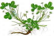Erdbeer-Fingerkraut - Potentilla sterilis (L.) Garcke