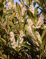 Cherry Laurel - Prunus laurocerasus L.