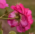 Red Rose Of Lancaster - Rosa gallica L.