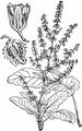 Schöner Ampfer - Rumex pulcher L.
