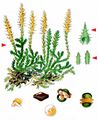 Lesser Clubmoss - Selaginella selaginoides (L.) Schrank & Mart.