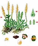 Gezähnter Moosfarn - Selaginella selaginoides (L.) Schrank & Mart. 