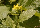 Charlock - Sinapis arvensis L.