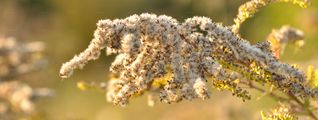 Early Goldenrod - Solidago gigantea Aiton