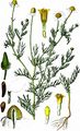 Echte Strandkamille - Tripleurospermum maritimum (L.) W. D. J. Koch