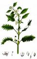 Kleine Brennnessel - Urtica urens L.