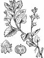 Wood Speedwell - Veronica montana L.
