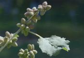 Rough Cocklebur - Xanthium strumarium L.