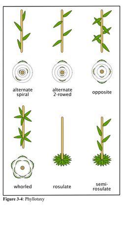 iFlora Plant Guides - Phyllotaxy