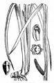 Sweet-Flag - Acorus calamus L.