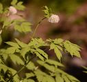 Baneberry - Actaea spicata L.