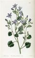 Adria Bellflower - Campanula portenschlagiana Schult.