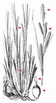 Banater Segge - Carex buekii Wimm. 