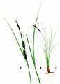 Faden-Segge - Carex lasiocarpa Ehrh.