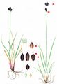 Small-Flowered Sedge - Carex parviflora Host
