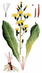 Abgebissener Pippau - Crepis praemorsa (L.) Walther 