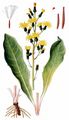 Leafless Hawk's-Beard - Crepis praemorsa (L.) Walther