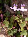 Ivy-Leaved Toadflax - Cymbalaria muralis P. Gaertn. , B. Mey. & Scherb.