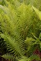 Geröll-Wurmfarn - Dryopteris oreades Fomin