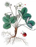 Hügel-Erbeere - Fragaria viridis Weston 
