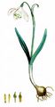 Snowdrop - Galanthus nivalis L.