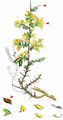 Petty Whin - Genista anglica L.
