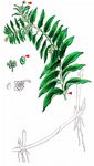 Dichtes Laichkraut - Groenlandia densa (L.) Fourr. 