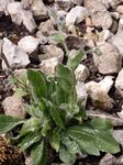Wollköpfiges Habichtskraut - Hieracium pilosum Froel. 