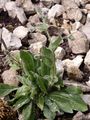 Fimbriate-Pitted Hawkweed - Hieracium pilosum Froel.