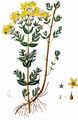 Echtes Johanniskraut - Hypericum perforatum L.