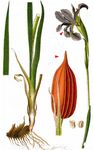 Salzwiesen-Schwertlilie - Iris spuria L. 