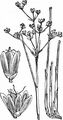 Stumpfblütige Binse - Juncus subnodulosus Schrank