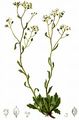 Felsen-Kugelschötchen - Kernera saxatilis (L.) Sweet