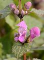 Gefleckte Taubnessel - Lamium maculatum (L.) L.
