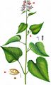 Perennial Honesty - Lunaria rediviva L.
