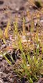 Yellow Wood-Rush - Luzula luzulina (Vill.) Racib.