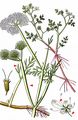 Tubular Water-Dropwort - Oenanthe fistulosa L.