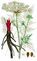 Sumpf-Haarstrang - Peucedanum palustre (L.) Moench